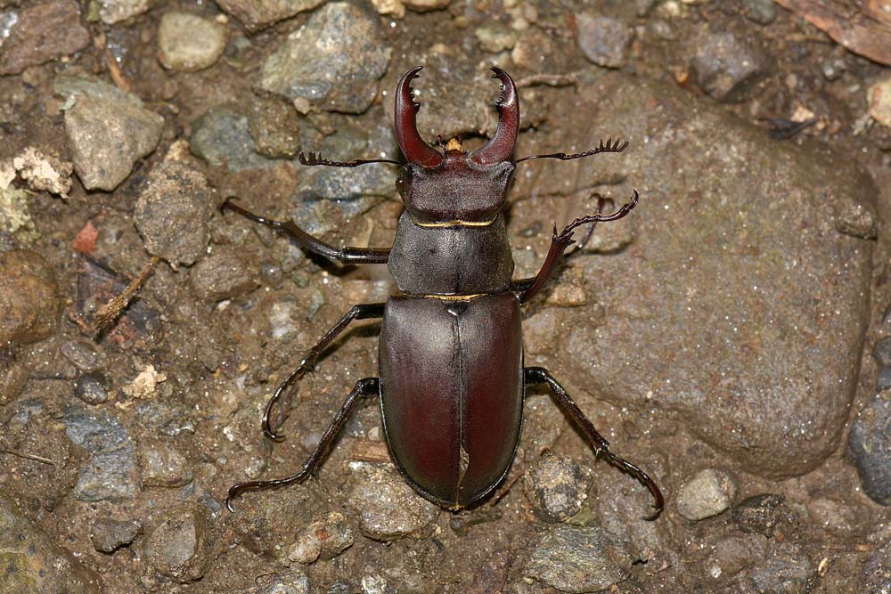 Lucanus cervus? La vendetta.